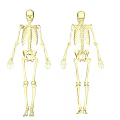 Medical Equipment Human Skeleton Model with Anatomical Details for Education