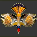 Vibrant Colored Bird Flying With Spread Wings Against Dark Background