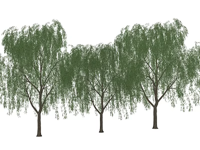 Arbor Weeping Willow Trees with Lush Green Hanging Branches in Row 3d model