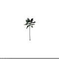 Tropical Palm Tree With Tall Slender Trunk And Lush Green Fronds 3d model