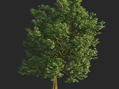 Lush Green Arbor With Dense Foliage And Strong Trunk In Natural Setting 3d model