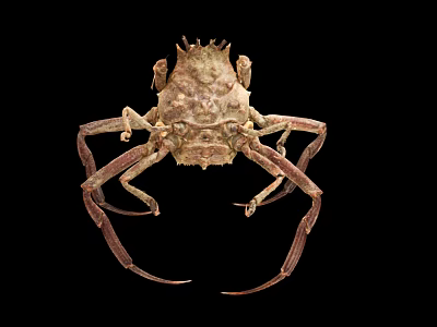 Unique Brown Crab With Spiky Shell And Long Legs On Black Background 3d model