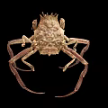 Unique Brown Crab With Spiky Shell And Long Legs On Black Background 3d model