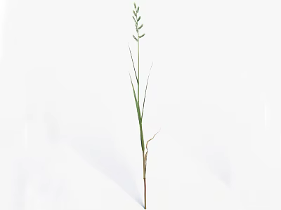 Single Green Grass with Slender Stem and Spikelets on Top Against White Background 3d model