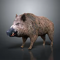 Realistic Wild Boar 3D Model With Rough Fur And Prominent Tusks Standing On Gray Background