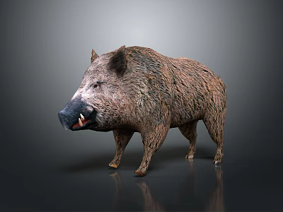 Realistic Wild Boar 3D Model With Rough Fur And Prominent Tusks Standing On Gray Background 3d model