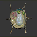 Detailed 3D Model of Cell Organelles with Cilia Structure and Membrane Components