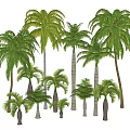 Tall and Short Palm Trees with Green Fronds and Varied Trunk Shapes
