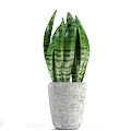 Varied Indoor Potted Plants In Gray Pots With Diverse Leaf Types For Home Decor