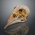 Detailed Bird Skull Anatomical Structure With Cranial Bone Features And Skeleton Details 3d model