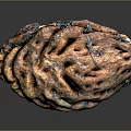 Natural Walnut with rough brown shell and detailed texture on dark reflective background