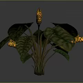 Tropical Plant With Large Green Patterned Leaves Thick Stems And Yellow Spotted Flowers