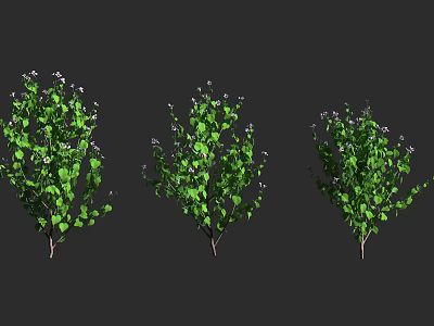 Three Lush Green Shrubs With White Flowers And Leafy Foliage 3d model