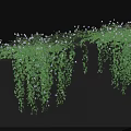 Lush Green Vines Hanging Over Edge With Dense Foliage And White Flowers