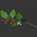 Fresh Natural Branch With Green Leaves And Black Red Green Mulberries