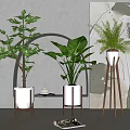 Different Types of Indoor Potted Green Plants in White Pots with Wooden Stands