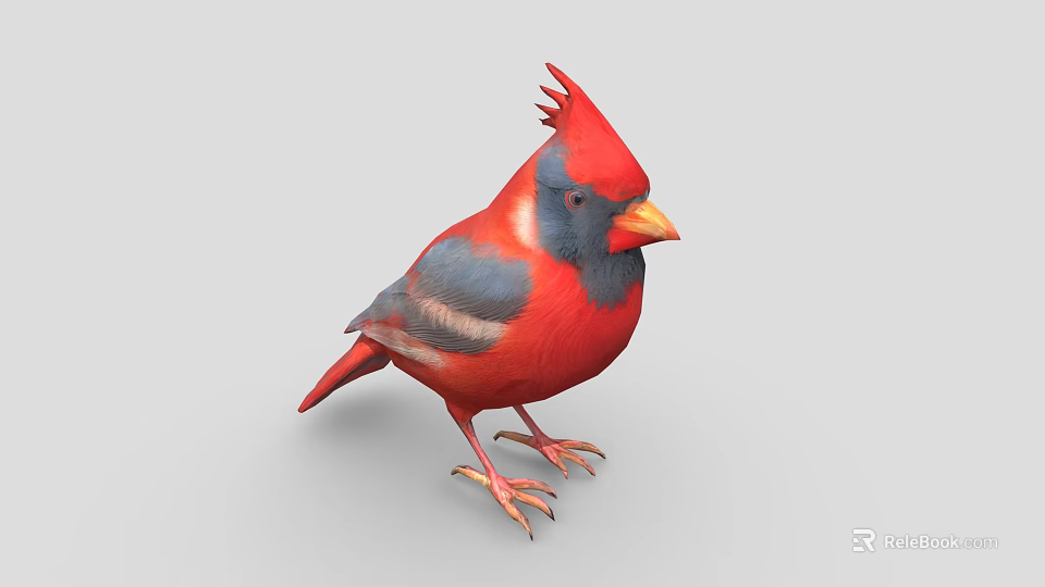 Red and Blue Crested Cardinal Bird with Orange Beak and Claws on Gray Background 3d model 