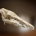 Medical Device Educational Anatomical Skull Model For Teaching And Training