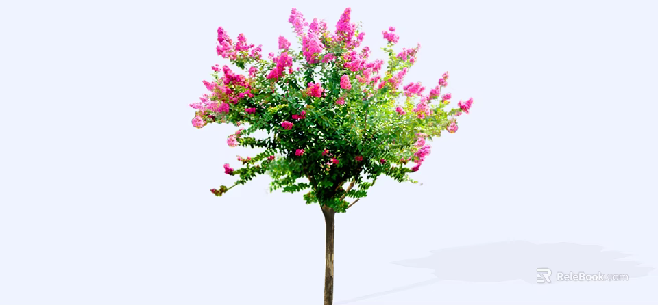 Ornamental Flowering Tree with Pink Blossoms and Lush Green Leaves 3d model 