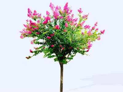 Ornamental Flowering Tree with Pink Blossoms and Lush Green Leaves 3d model