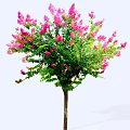 Ornamental Flowering Tree with Pink Blossoms and Lush Green Leaves