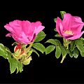 Pink Flowering Plant With Green Leaves Blooming Flowers And Small Buds