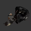 Ancient Animal Skull Fossil With Large Fangs And Detailed Bone Structure