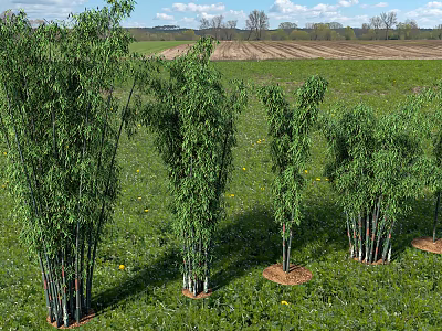 Bamboo 3d model