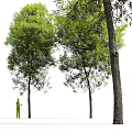 Arbor With Thick Trunk Lush Green Foliage And Tall Growth Structure In Natural Environment