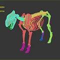 Medical Device Animal Skeleton Teaching Model With 3D Rendered Details For Veterinary Anatomy