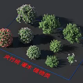 Various Types of Garden Shrubs Including Oleander and Green Leaf Varieties for Landscaping