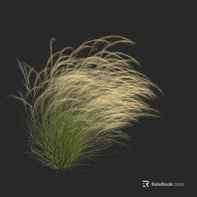 Ornamental green grass with white fluffy plumes swaying against black background 3d model 