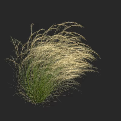 Ornamental green grass with white fluffy plumes swaying against black background 3d model