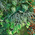 Living Plant Wall With Diverse Green Plants And Orange Flowers For Indoor Decor