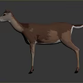 3D Low Poly Deer Model With Brown White Fur Standing On Gray Background 3d model