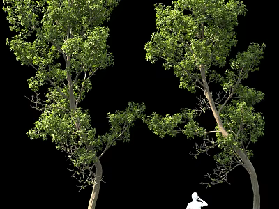 Two Trees With Lush Green Foliage And White Figure On Black Background 3d model