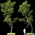 Two Trees With Lush Green Foliage And White Figure On Black Background