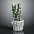 Green Spiky Cactus Plant In White Striped Textured Pot Against Dark Background