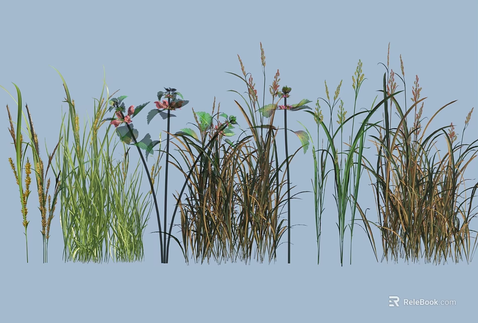Decorative Grass and Flower Plants with Green Brown Foliage and Stems 3d model 
