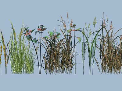 Decorative Grass and Flower Plants with Green Brown Foliage and Stems 3d model