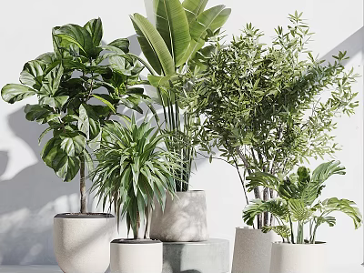 Various Indoor Potted Plants in White and Gray Pots with White Wall and Shadow Effects 3d model