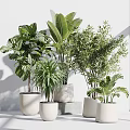 Various Indoor Potted Plants in White and Gray Pots with White Wall and Shadow Effects