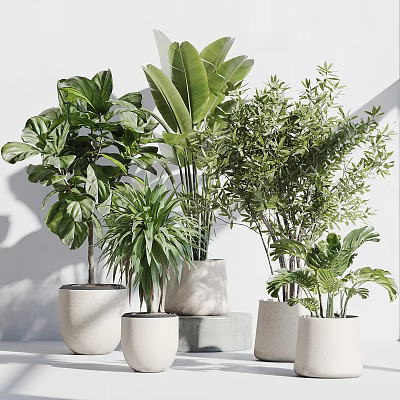 Various Indoor Potted Plants in White and Gray Pots with White Wall and Shadow Effects 3d model
