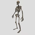 Organ System Human Skeleton Model With Anatomical Structure Educational