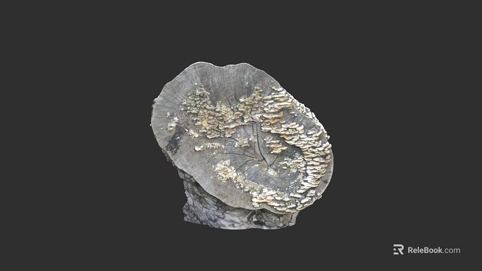 Natural Wood Slice With Fungi Growth And Textured Surface On Dark Background 3d model 