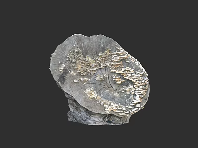 Natural Wood Slice With Fungi Growth And Textured Surface On Dark Background 3d model