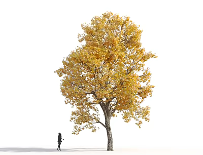 Autumn Tree with Golden Yellow Leaves and a Person Walking Against White Background 3d model