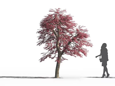 Deciduous Tree with Red Leaves Standing Beside a Silhouette of a Woman 3d model