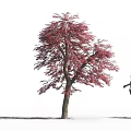 Deciduous Tree with Red Leaves Standing Beside a Silhouette of a Woman