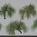 Multiple Willow Trees With Green Hanging Branches And Straight Trunks Against White Background 3d model